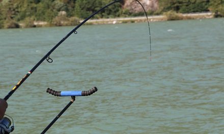 Pescuitul la feeder pe Dunare si in Delta Dunarii.
