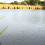 Pescuitul crapului pe Dunare si in Delta Dunarii