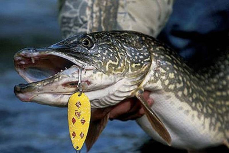 Pescuitul la rapitor pe Dunare si in Delta Dunarii