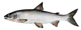 11. Coregonul (Coregonus sp.) – 22cm