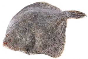 12. Calcanul (Scophthalmus maeoticus) – 45cm
