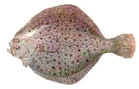 13. Cambula (Pleuronectes , Platichthys flesus) – 20cm