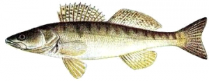 15. Fusarul (Aspro streber) – 12cm