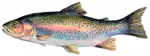 24. Pastravul (Salmo sp.) – 20cm