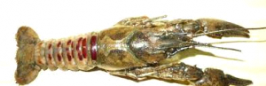38. Racul (Astacus sp.) – 9cm