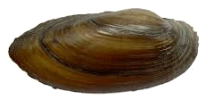 39. Scoica de rau (Unio pictorum) – 8cm