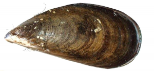 44. Midia (Mytilus galloprovincialis) – 4.5cm