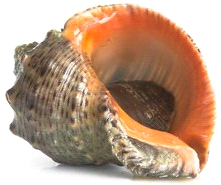 45. Rapana (Rapana venosa) – 5cm